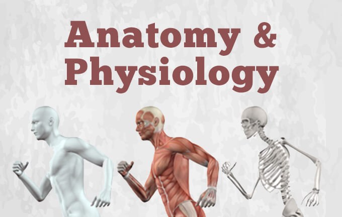 take my online anatomy class for me